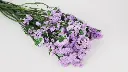Staticevioletpres.2_3_720x.webp