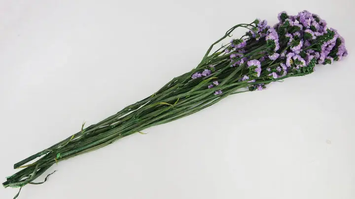 Staticevioletpres.3_3_720x.webp