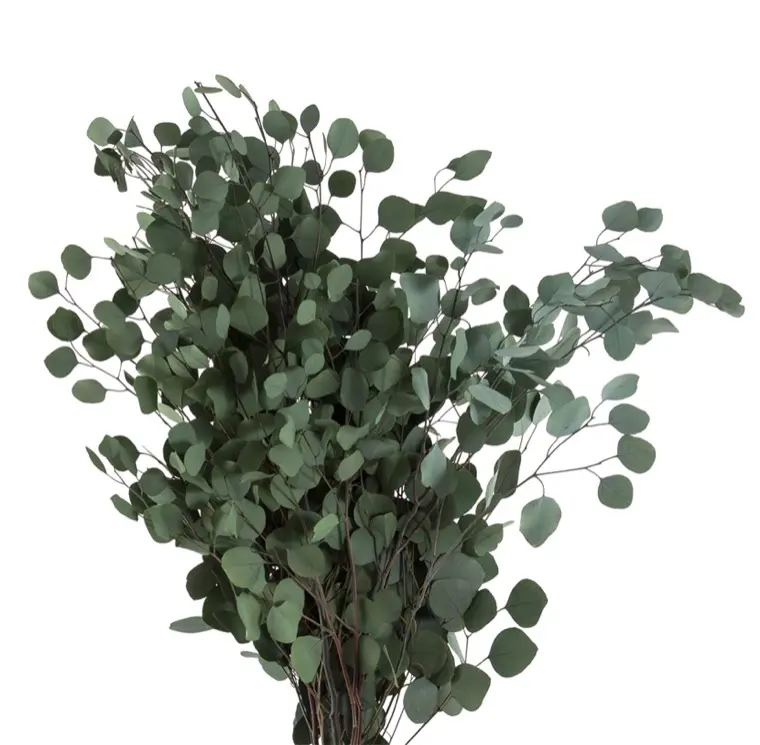 Eucalyptus