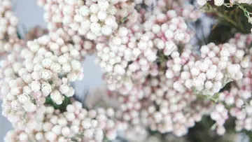 Diosmi - Fleur de riz