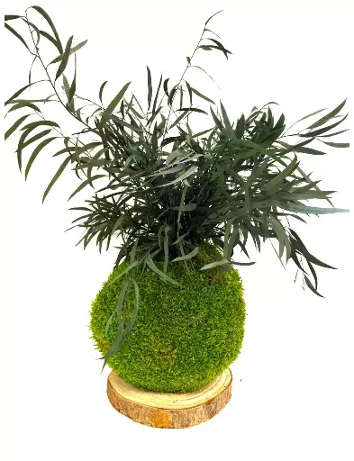 Kokedama Nicoly