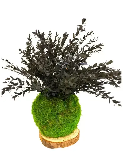 Kokedama Parvifolia
