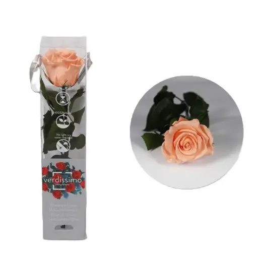 Rose Pêche