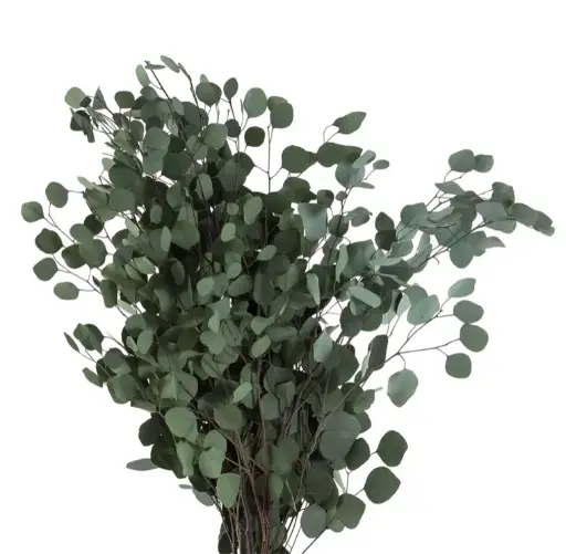 Eucalyptus