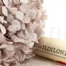 Hortensia Hazelnut