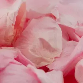 Pétales de rose stabilisés Kiara Bridal Pink