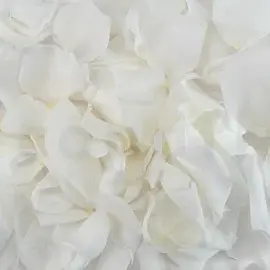 Pétales de rose stabilisés blancs