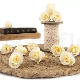 Roses stabilisées Champagne-Boîte de 12